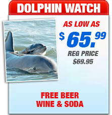 key west dolphins