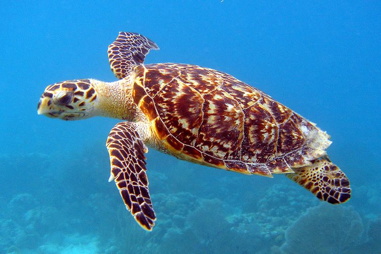 key west Hawksbill sea turtle