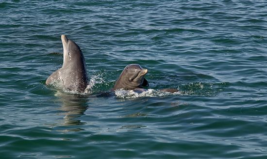 key west dolphins